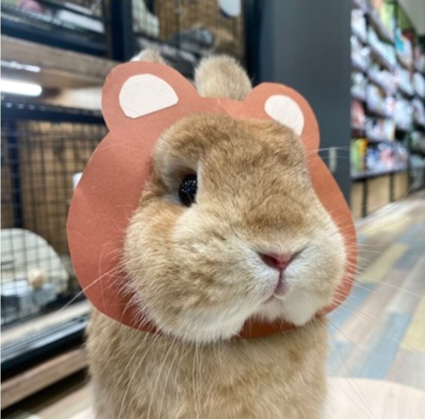 うさぎがしゃべる！おどる！うさぎのしっぽ動画 : うさぎブログ うさぎ