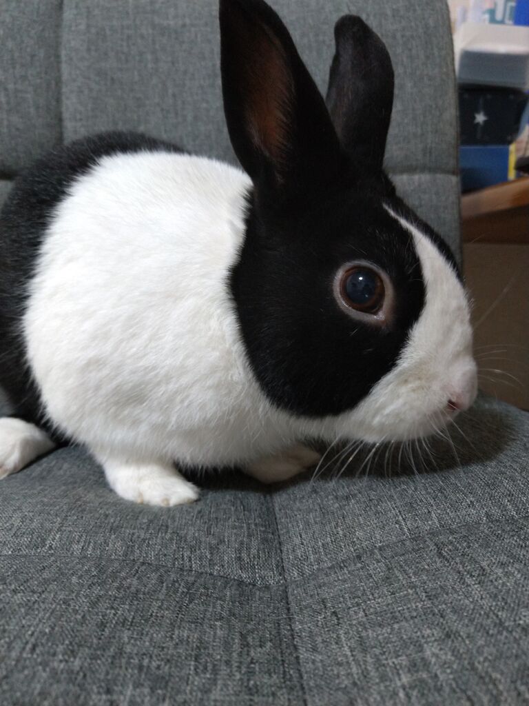 うさぎブログ うさぎのしっぽ公式ブログ 日々しっぽ ダッチの魅力 うさぎブログ うさぎのしっぽ公式ブログ 日々しっぽ ダッチの魅力