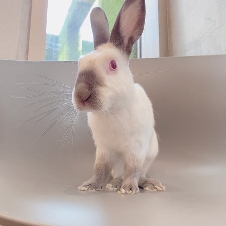 うさぎブログ うさぎのしっぽ公式ブログ 日々しっぽ フリーくん引退