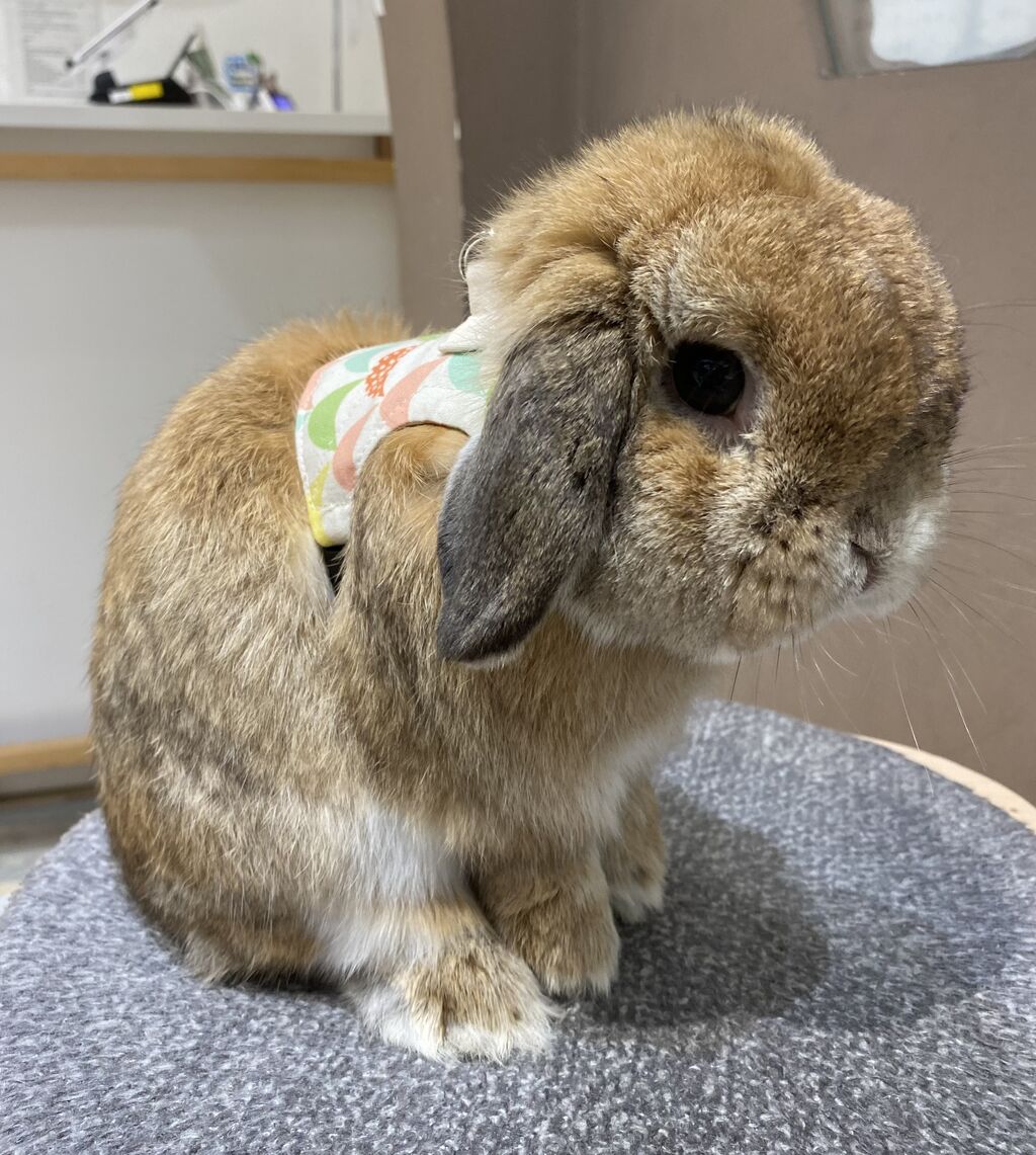 二子玉川店4月のおすすめ : うさぎブログ うさぎのしっぽ公式 二子玉川店4月のおすすめ : うさぎブログ うさぎのしっぽ公式