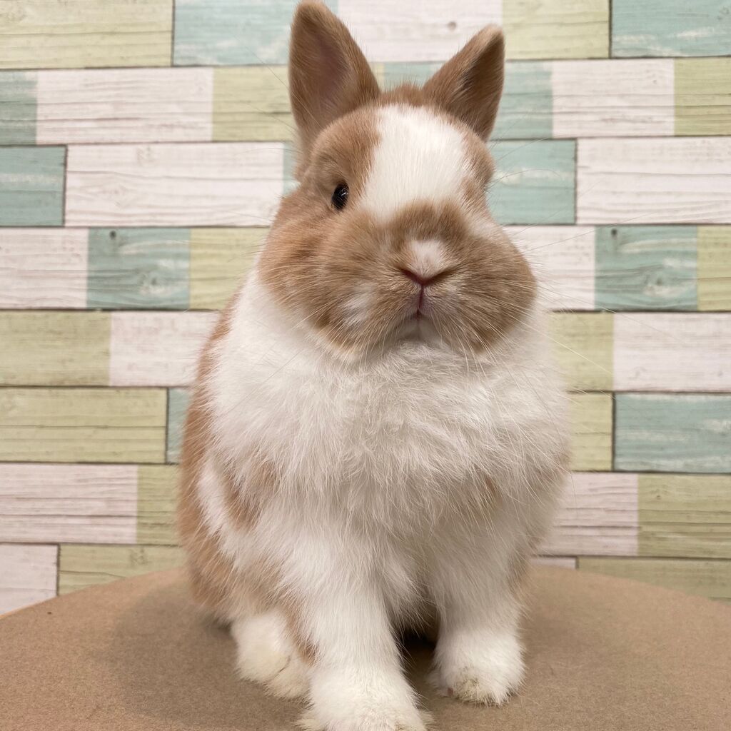 うさぎブログ うさぎのしっぽ公式ブログ 日々しっぽ 新入りさんご紹介