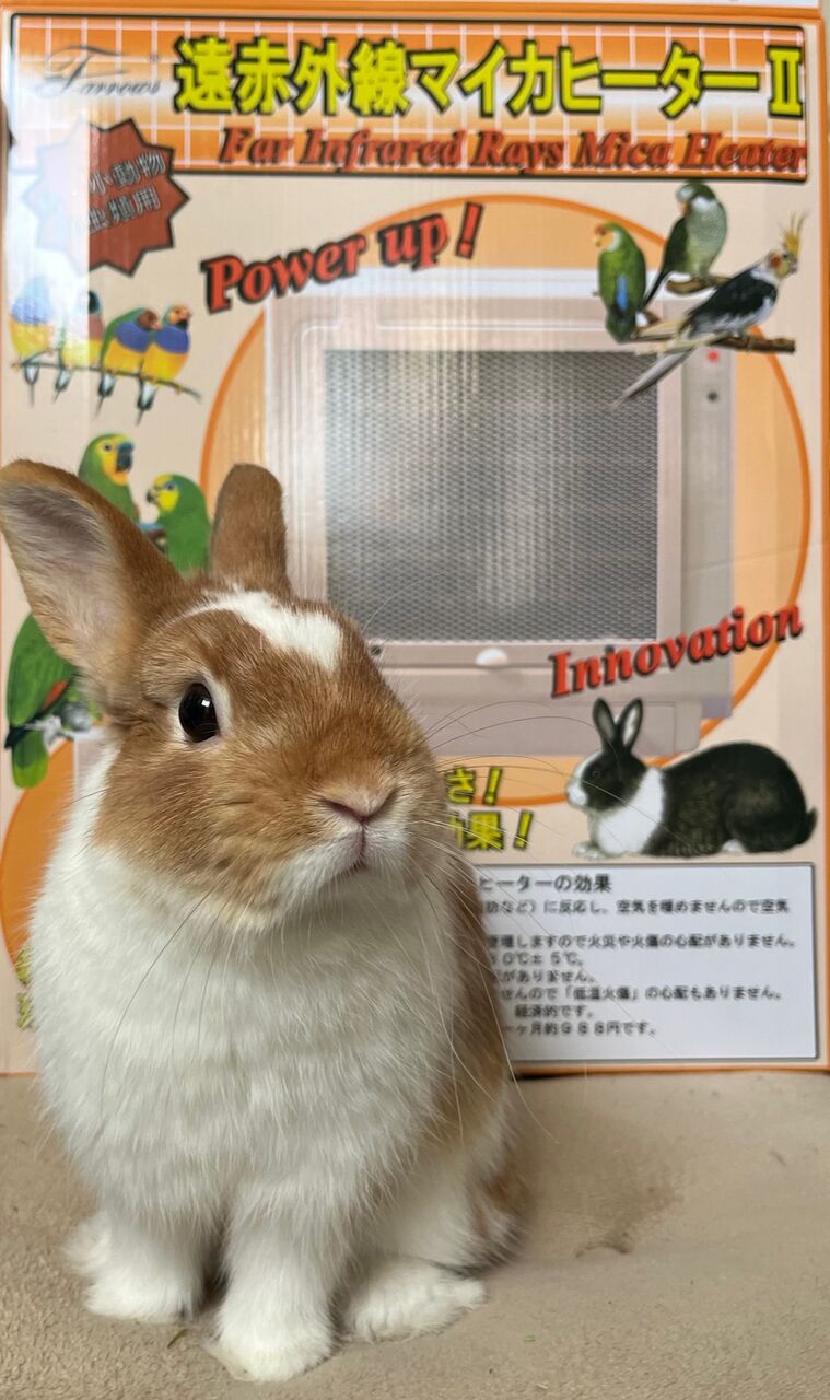 マイカヒーター検証します！ : うさぎブログ うさぎのしっぽ公式