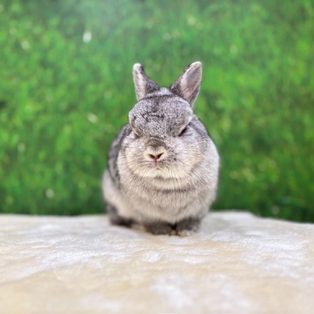 ×マルうさぎ×プロフィール読んで下さい 元ママのおだやかうさちゃん！(まるくるもいるよ) : うさぎブログ