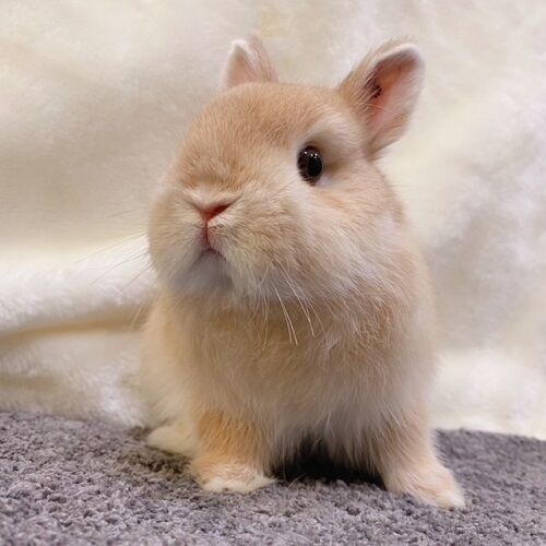 吉祥寺店におちびちゃんが！ : うさぎブログ うさぎのしっぽ公式