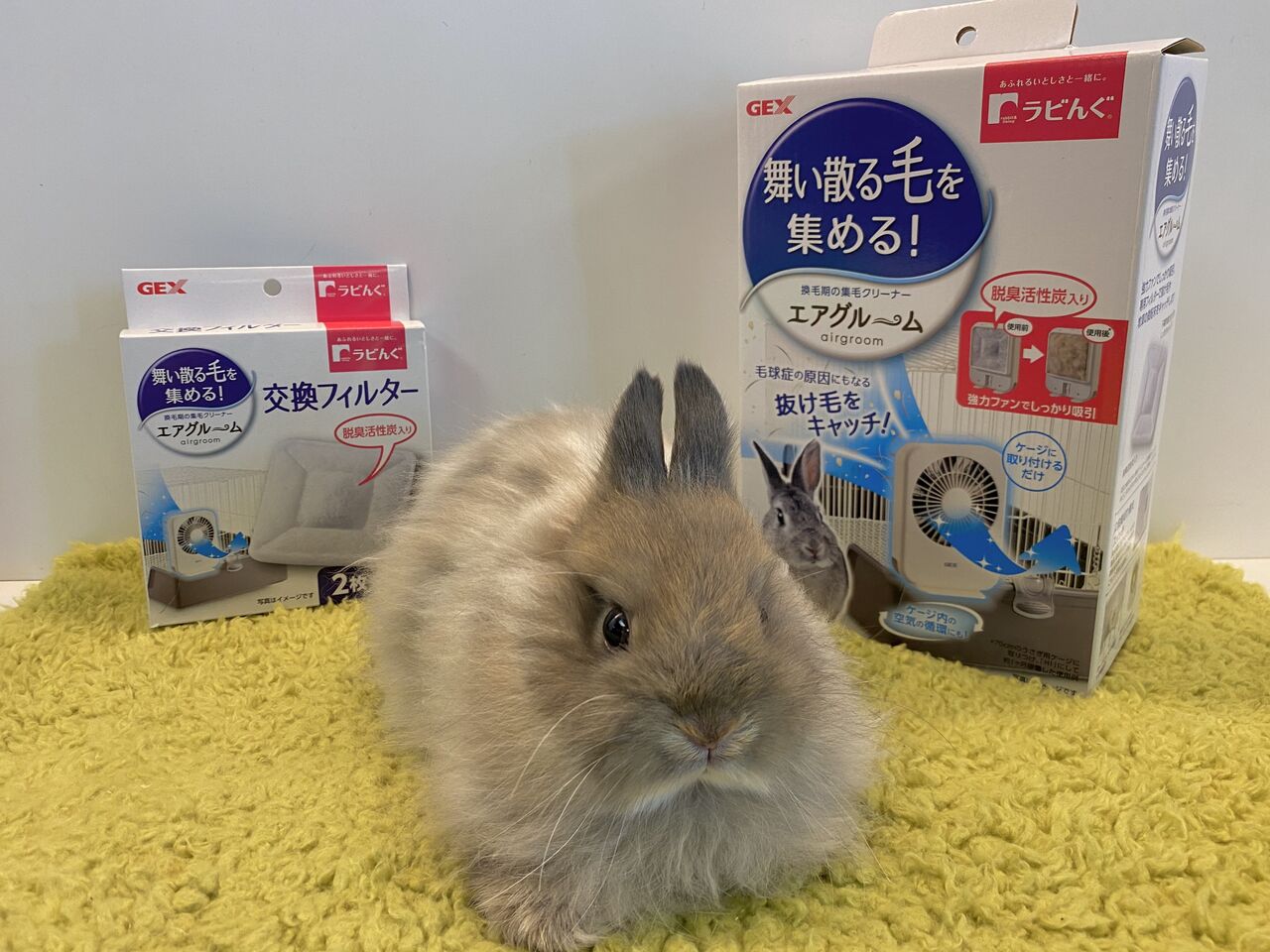 うさぎブログ うさぎのしっぽ公式ブログ 日々しっぽ 換毛対策グッズ うさぎブログ うさぎのしっぽ公式ブログ 日々しっぽ 換毛対策グッズ