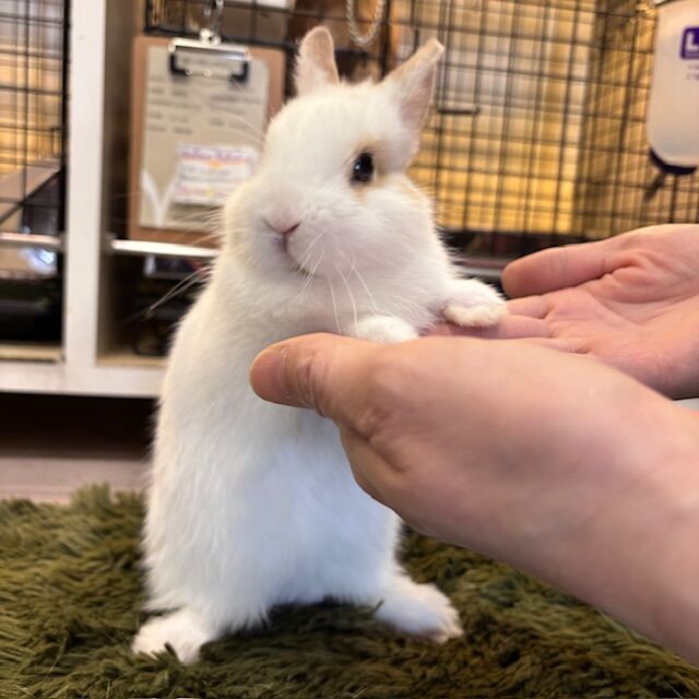 ナチュラルサイエンス＆ヘルシートリーツセール開催中！ : うさぎ