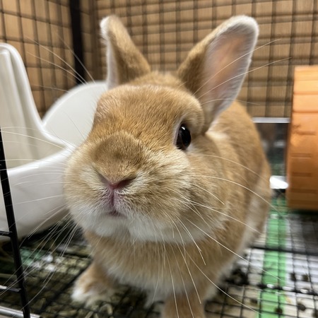 レイクタウン店ネザオレ集合♪ : うさぎブログ うさぎのしっぽ公式