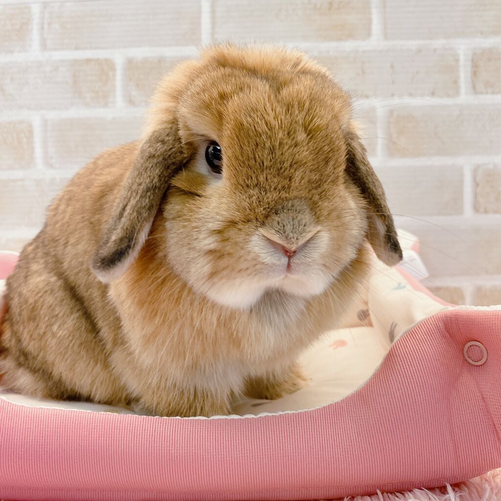うさぎブログ うさぎのしっぽ公式ブログ 日々しっぽ 可愛いクッションマット うさぎブログ うさぎのしっぽ公式ブログ 日々しっぽ 可愛いクッションマット
