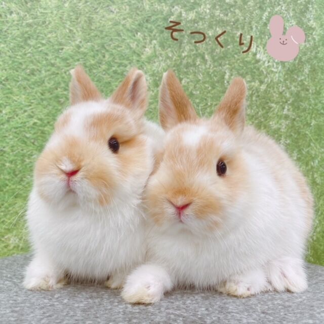 新入りうさちゃんデビューしました♪ : うさぎブログ うさぎのしっぽ