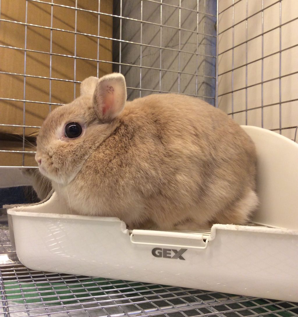 里親さん募集中です！ : うさぎブログ うさぎのしっぽさんへ うさぎの