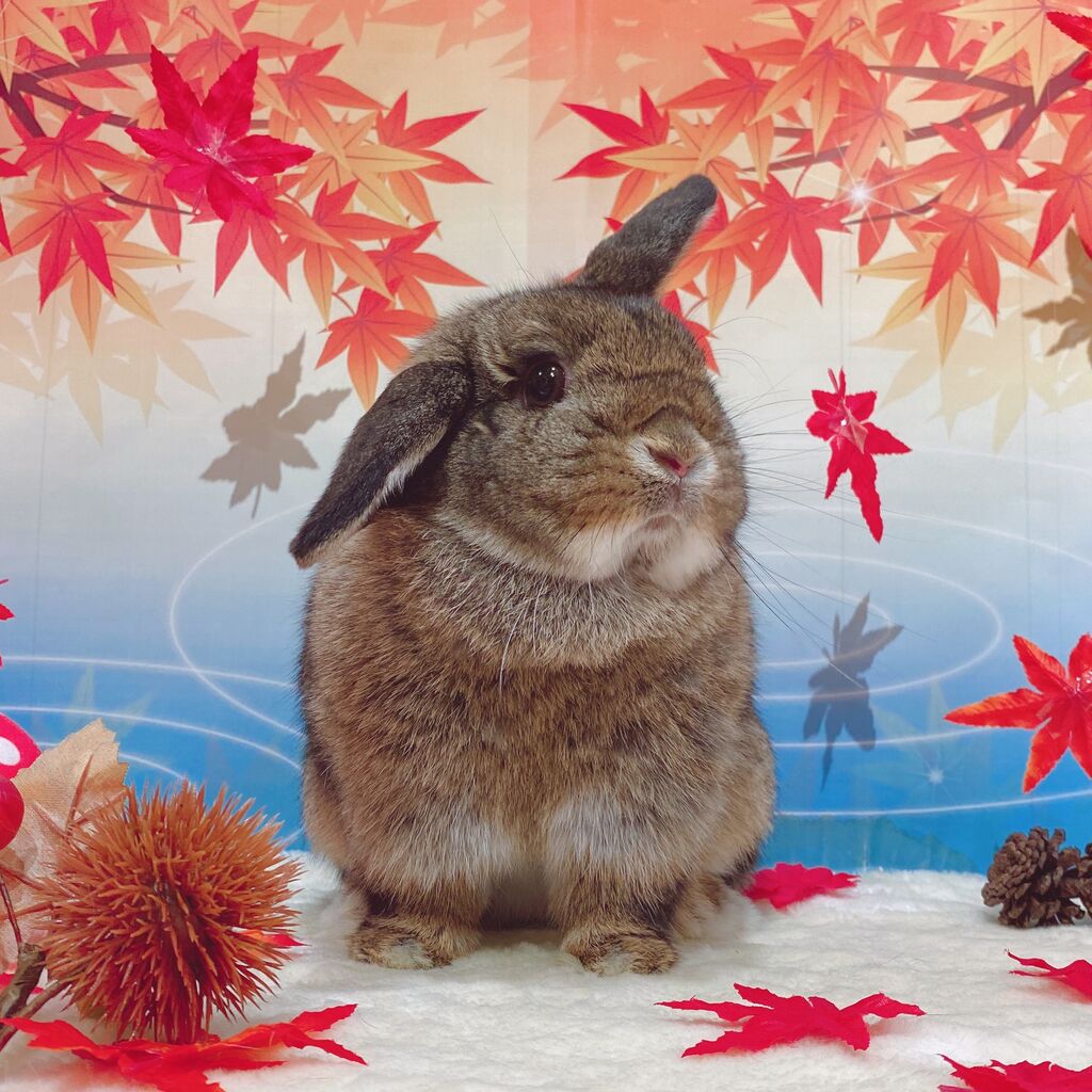 うさぎのボンちゃん様専用⭐ neuroid.uprrp.edu