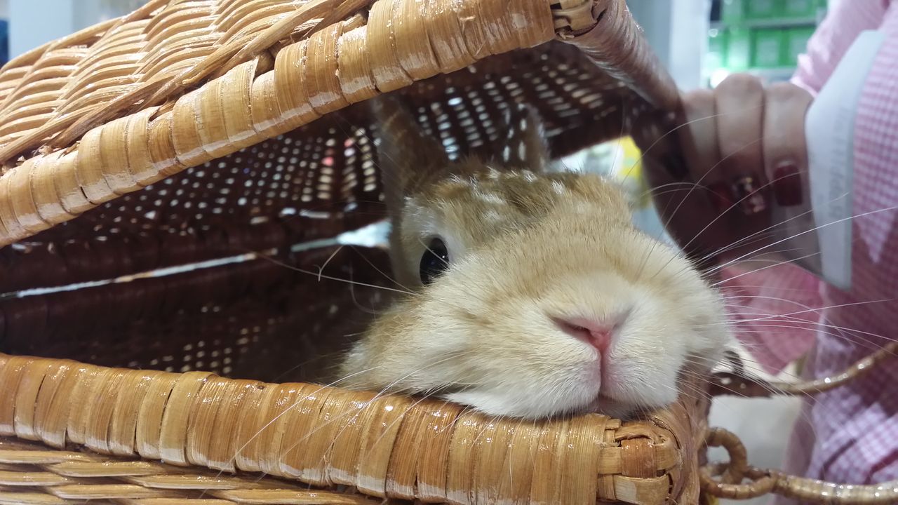 うさぎブログ うさぎのしっぽ公式ブログ 日々しっぽ オレンジプロジェクト進行中ですよ