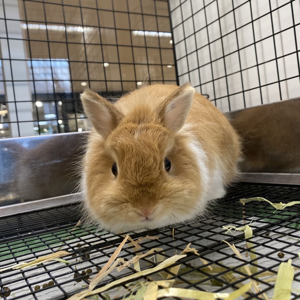 うさおちゃんさま確認ページ♡ あけおめ🎶