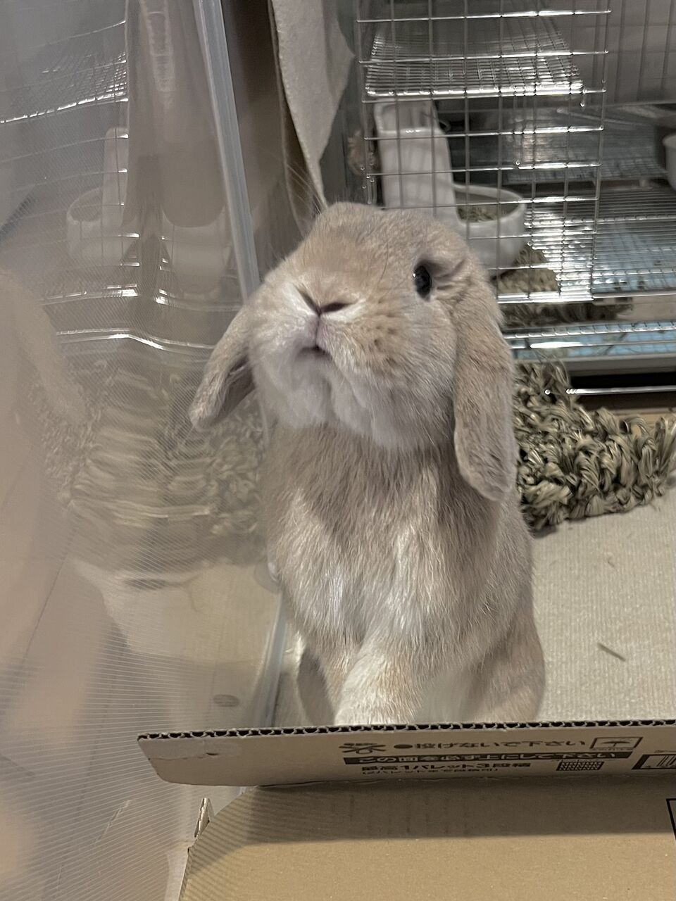 我が家のうさぎ : うさぎブログ うさぎのしっぽ公式ブログ「日々しっぽ」