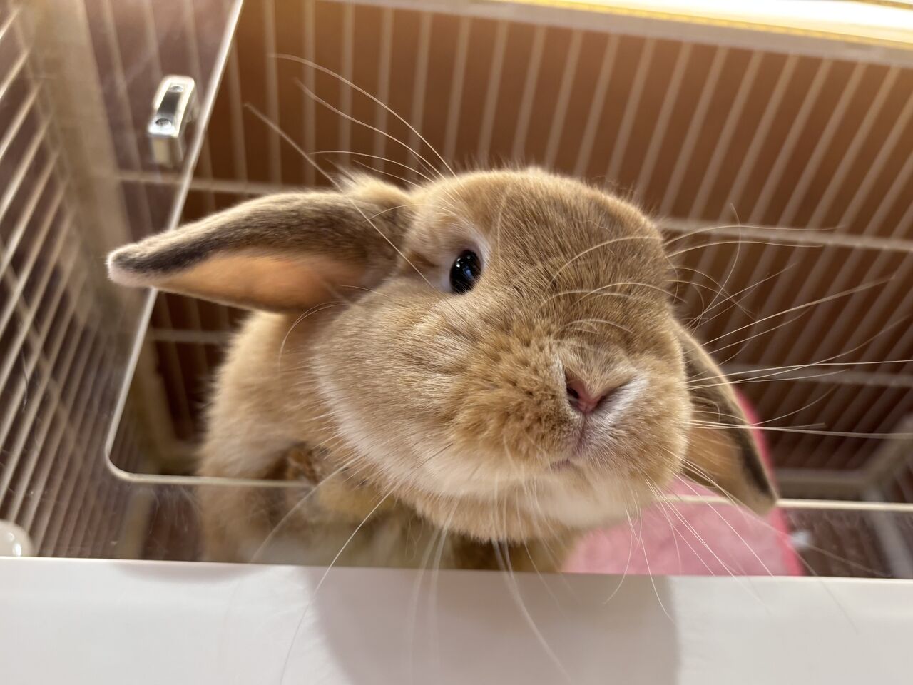 うーさんの日セール始まりました！！ : うさぎブログ うさぎのしっぽ