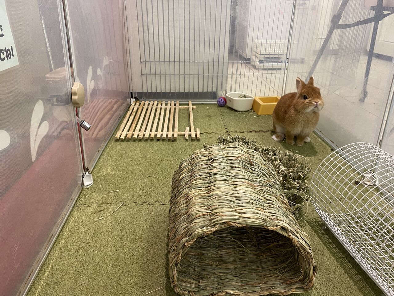 うさぎブログ うさぎのしっぽ公式ブログ 日々しっぽ 22年10月22日 Livedoor Blog ブログ うさぎブログ うさぎのしっぽ公式ブログ 日々しっぽ 22年10月22日 Livedoor Blog ブログ