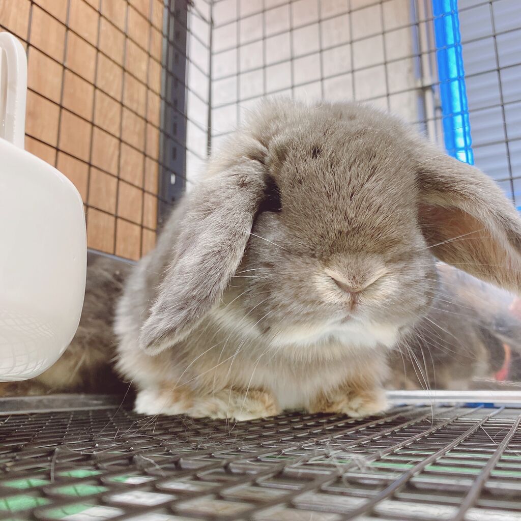 うさぎブログ うさぎのしっぽ公式ブログ 日々しっぽ アメリカから来たうさちゃん