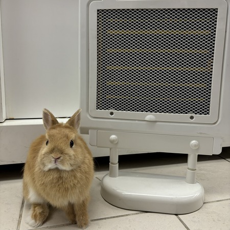 冬だけじゃない！マイカヒーター : うさぎブログ うさぎのしっぽ公式