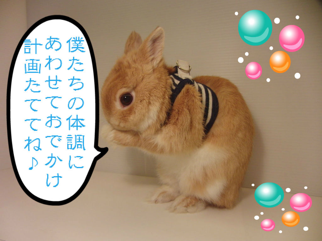 うさぎブログ うさぎのしっぽ公式ブログ 日々しっぽ うさんぽシーズン到来