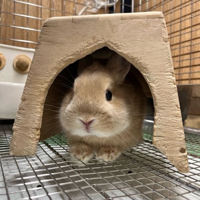 うさぎブログ うさぎのしっぽ公式ブログ 日々しっぽ 洗足店 3月のおすすめ商品