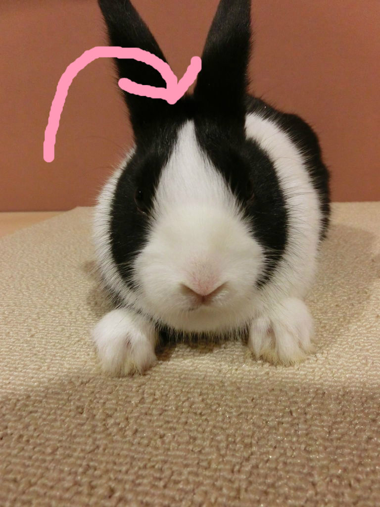 うさぎブログ うさぎのしっぽ公式ブログ 日々しっぽ ダッチ紹介