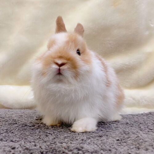 吉祥寺店におちびちゃんが！ : うさぎブログ うさぎのしっぽ公式ブログ