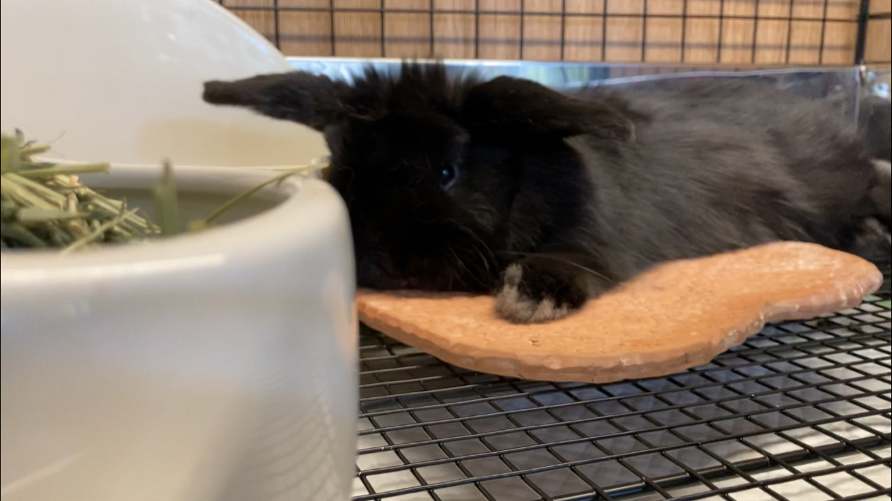 うさぎブログ うさぎのしっぽ公式ブログ 日々しっぽ 早めに暑さ対策