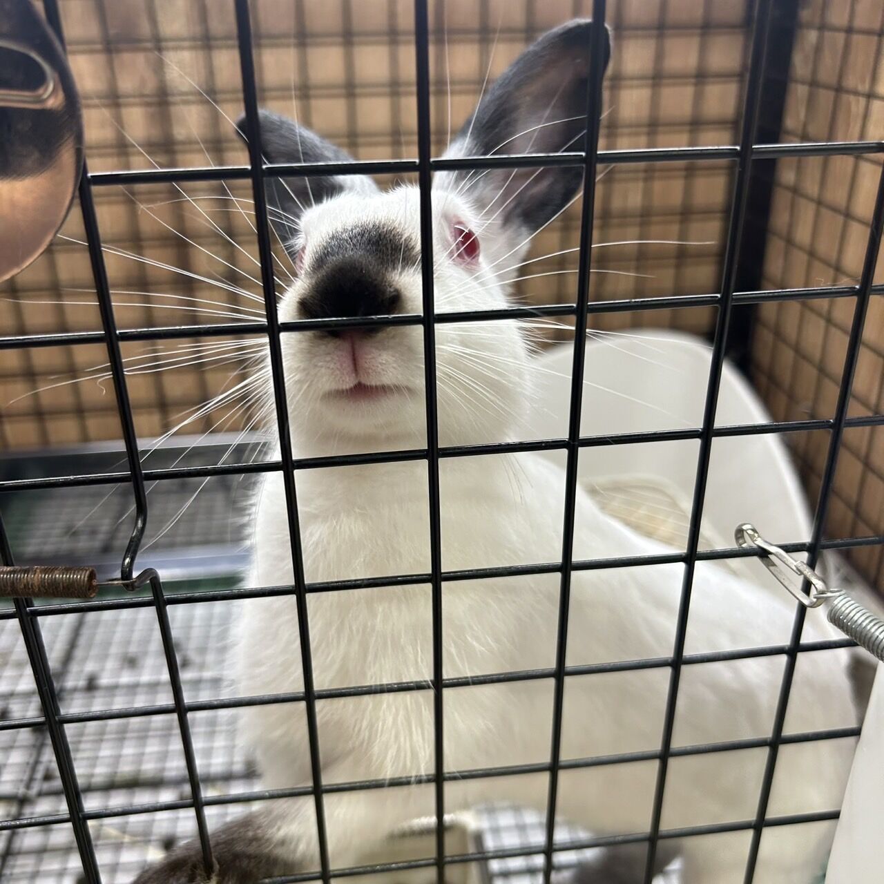 推しうさ紹介+新入りちゃん : うさぎブログ うさぎのしっぽ公式ブログ 推しうさ紹介+新入りちゃん : うさぎブログ うさぎのしっぽ公式ブログ