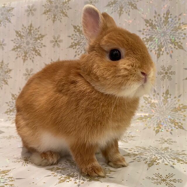 うさぎブログ うさぎのしっぽ公式ブログ 日々しっぽ 21年11月11日 Livedoor Blog ブログ