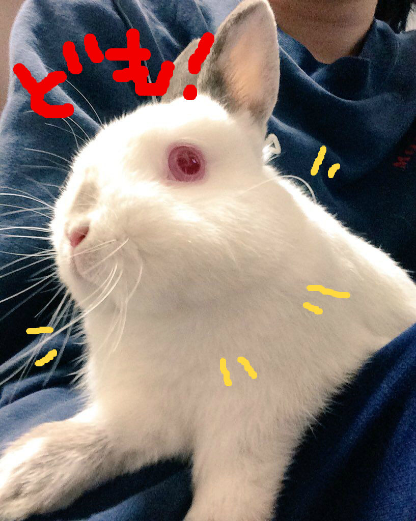 うさぎブログ うさぎのしっぽ公式ブログ 日々しっぽ 及川 を含む記事 Livedoor Blog ブログ