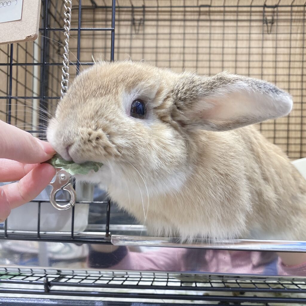 生野菜と乾燥野菜どっちがいいの？ : うさぎブログ うさぎのしっぽ公式