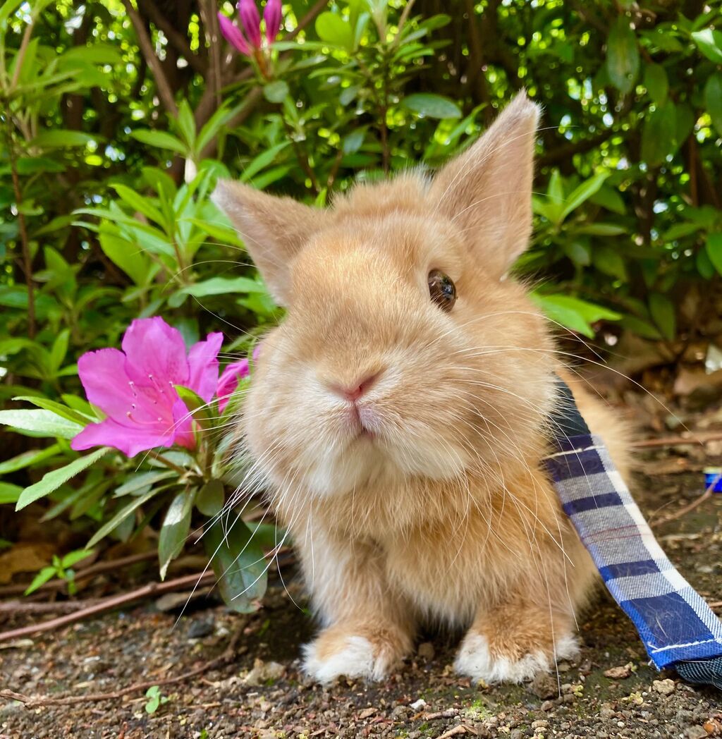 うさぎブログ うさぎのしっぽ公式ブログ 日々しっぽ うさんぽ練習中 洗足店