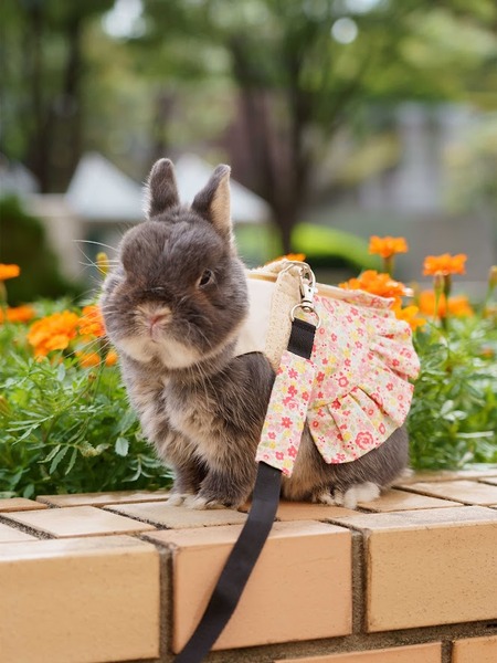 �ԥ󥯡��ե쥢1