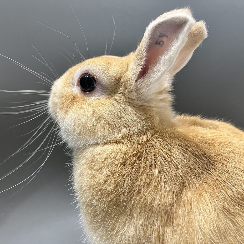 おそろいのカラーでも… : うさぎブログ うさぎのしっぽ公式ブログ