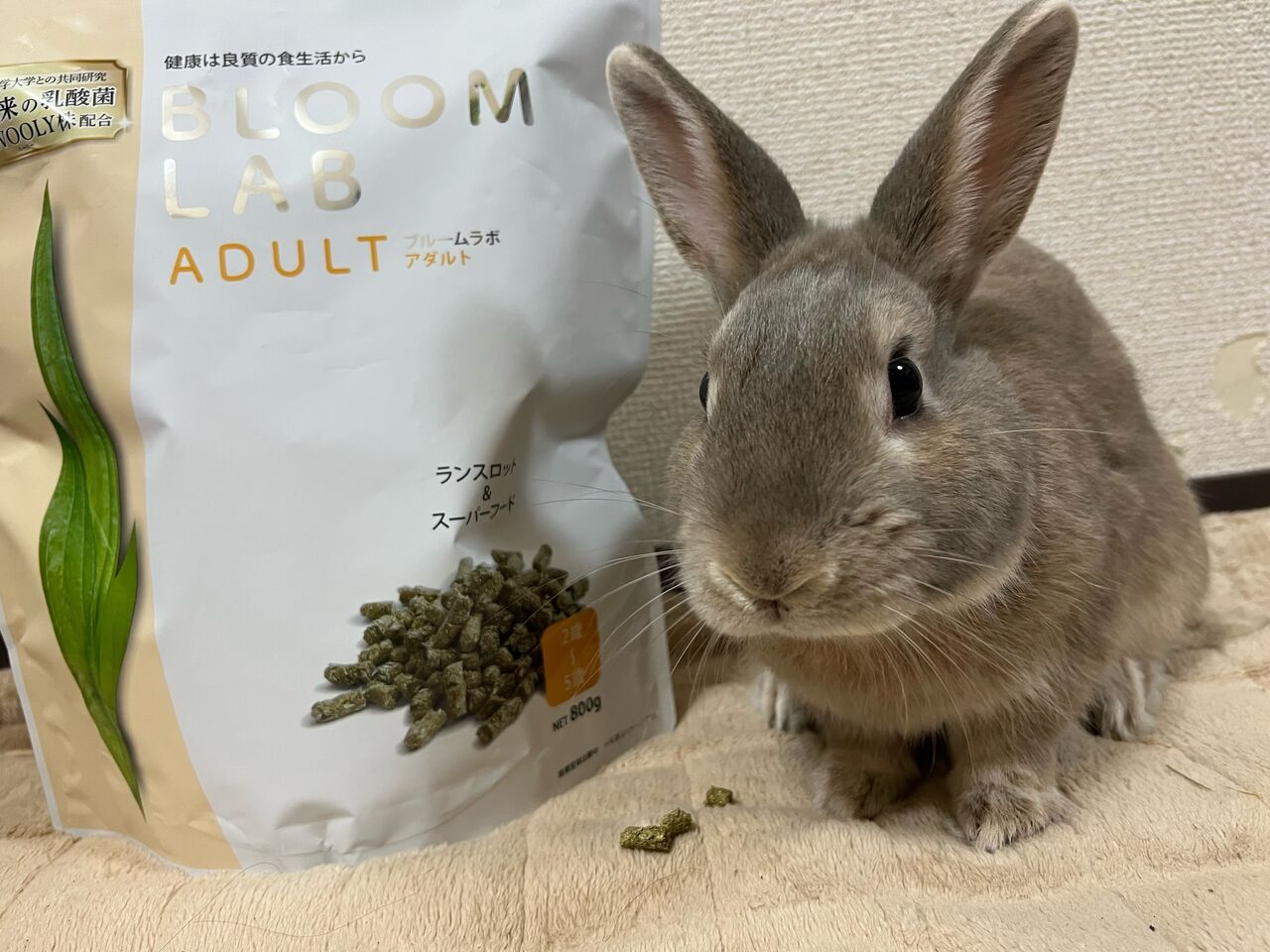 うさぎのデンタルケア : うさぎブログ うさぎのしっぽ公式ブログ「日々