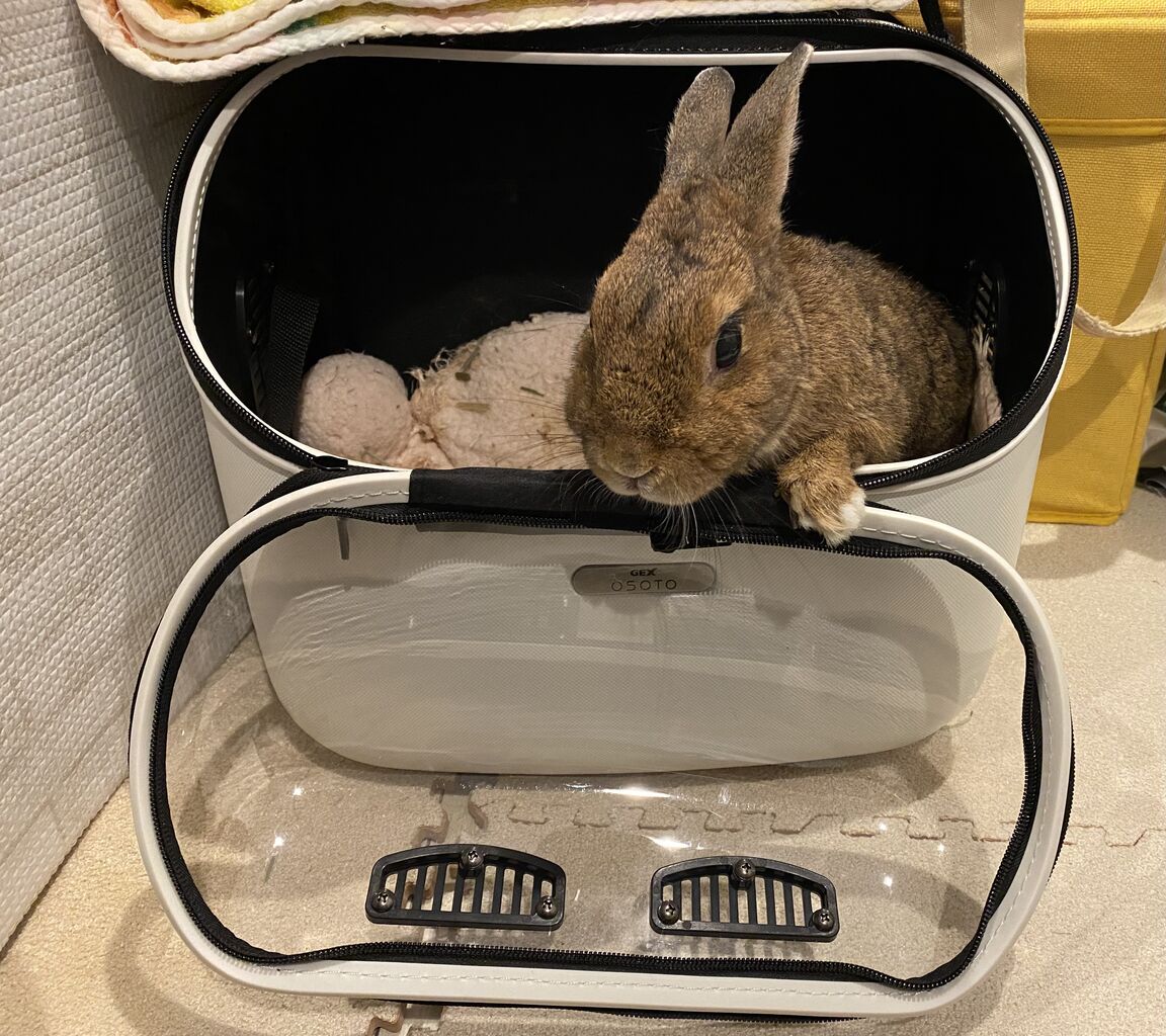 Amazon | Gifty ライトキャリー うさぎ 小動物 お出かけ