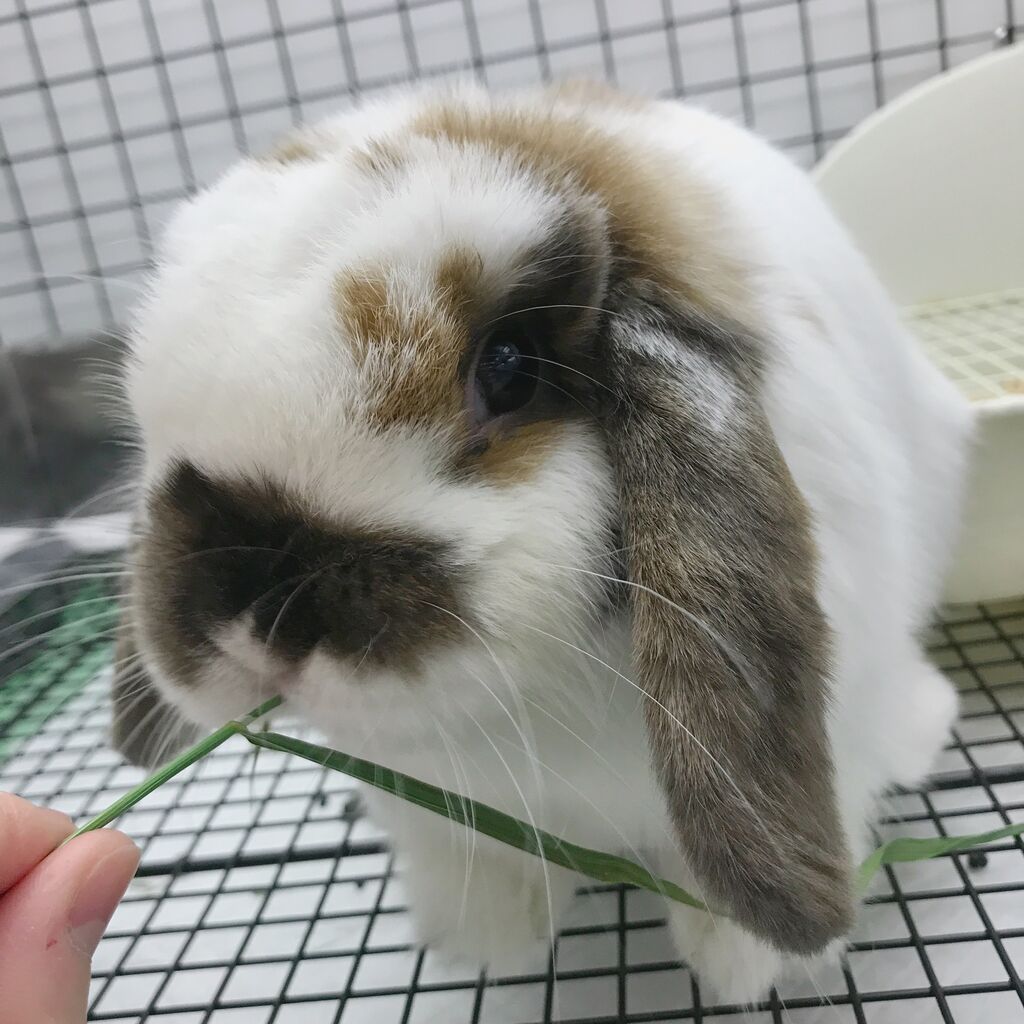 【まーちゃんさま】vintage ୨୧ * 真っ白な ふさふさ ウサちゃん おせわしましょ ふわふわうさちゃんの通販 by ryami shop｜ラクマ