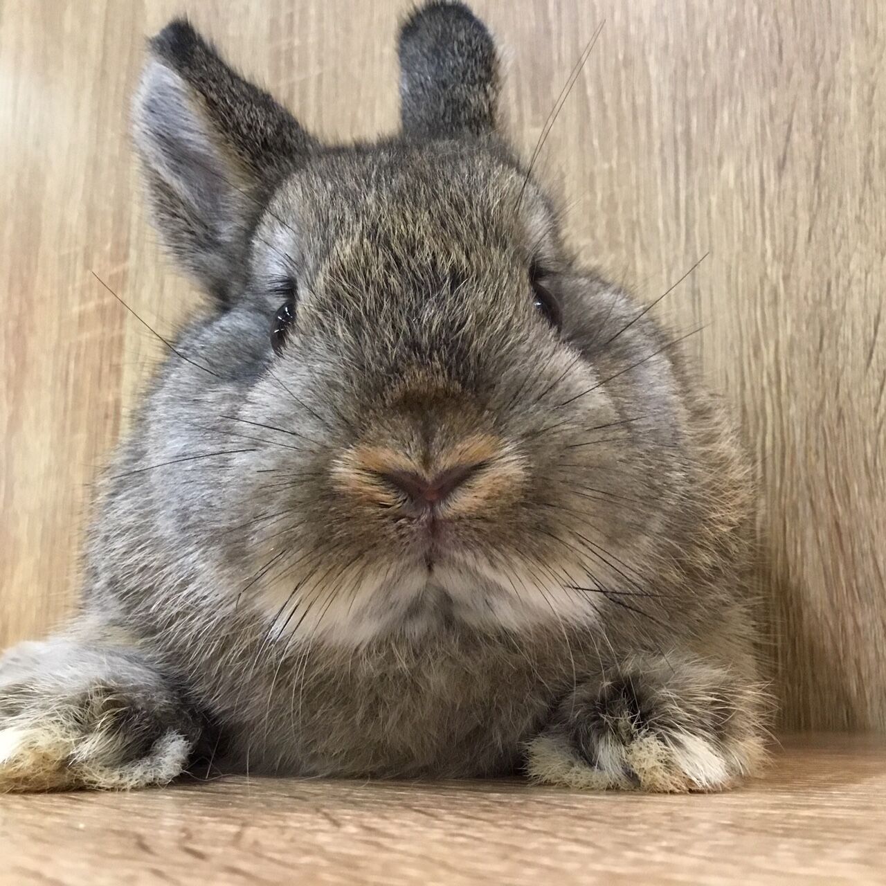 本日デビューの洗足店新入りうさちゃん！ : うさぎブログ うさぎの