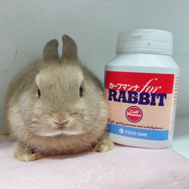 8月のおすすめ商品 うさぎブログ うさぎのしっぽ公式ブログ 日々しっぽ