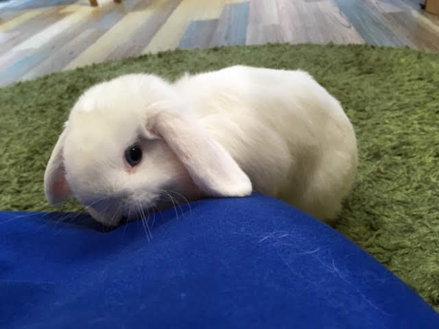 うさぎブログ うさぎのしっぽ公式ブログ 日々しっぽ 毎日暑すぎますね うさぎブログ うさぎのしっぽ公式ブログ 日々しっぽ 毎日暑すぎますね