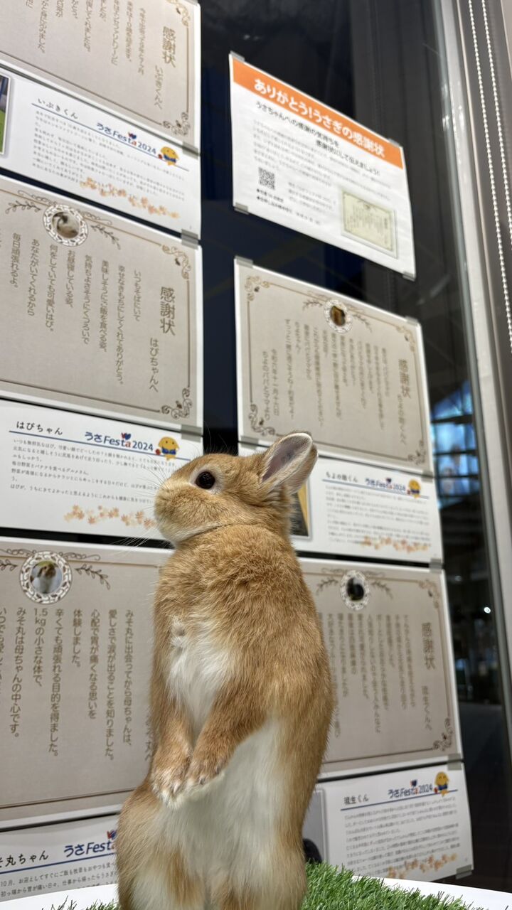 うさちゃんへの感謝の気持ちを伝えよう♪ : うさぎブログ うさぎの