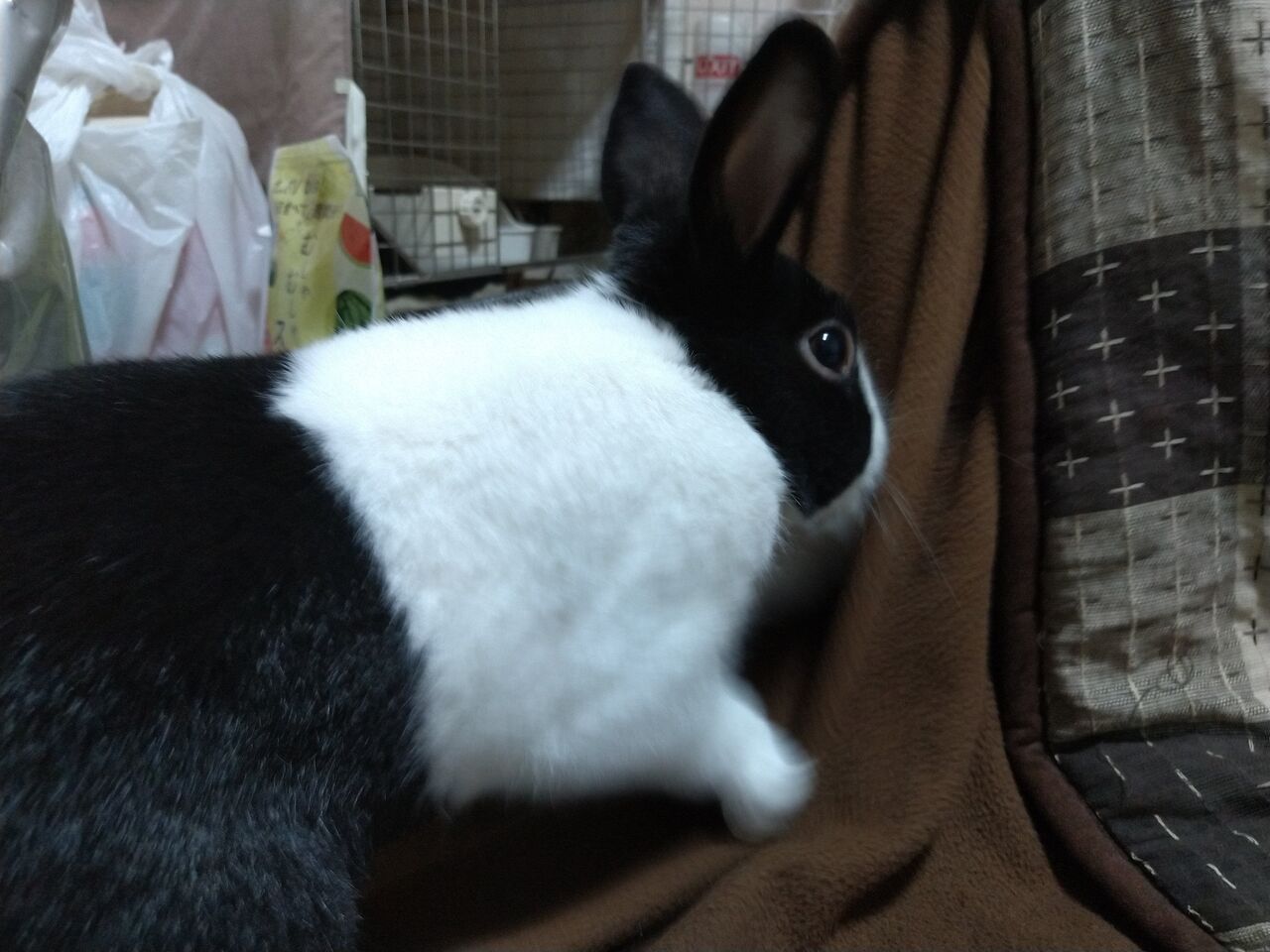 うさぎブログ うさぎのしっぽ公式ブログ 日々しっぽ ダッチの魅力 うさぎブログ うさぎのしっぽ公式ブログ 日々しっぽ ダッチの魅力