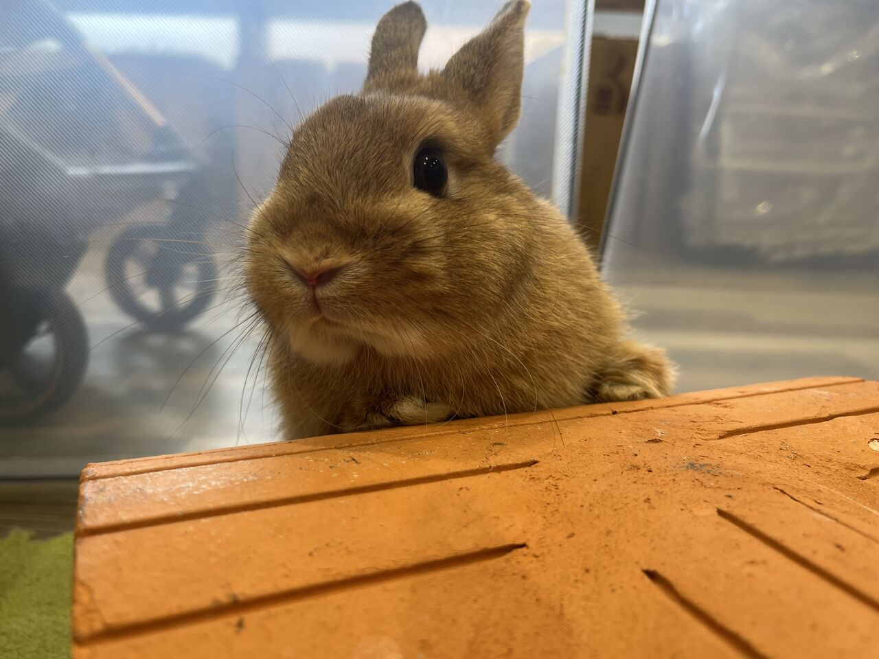 推しうさ紹介 : うさぎブログ うさぎのしっぽ公式ブログ「日々しっぽ」