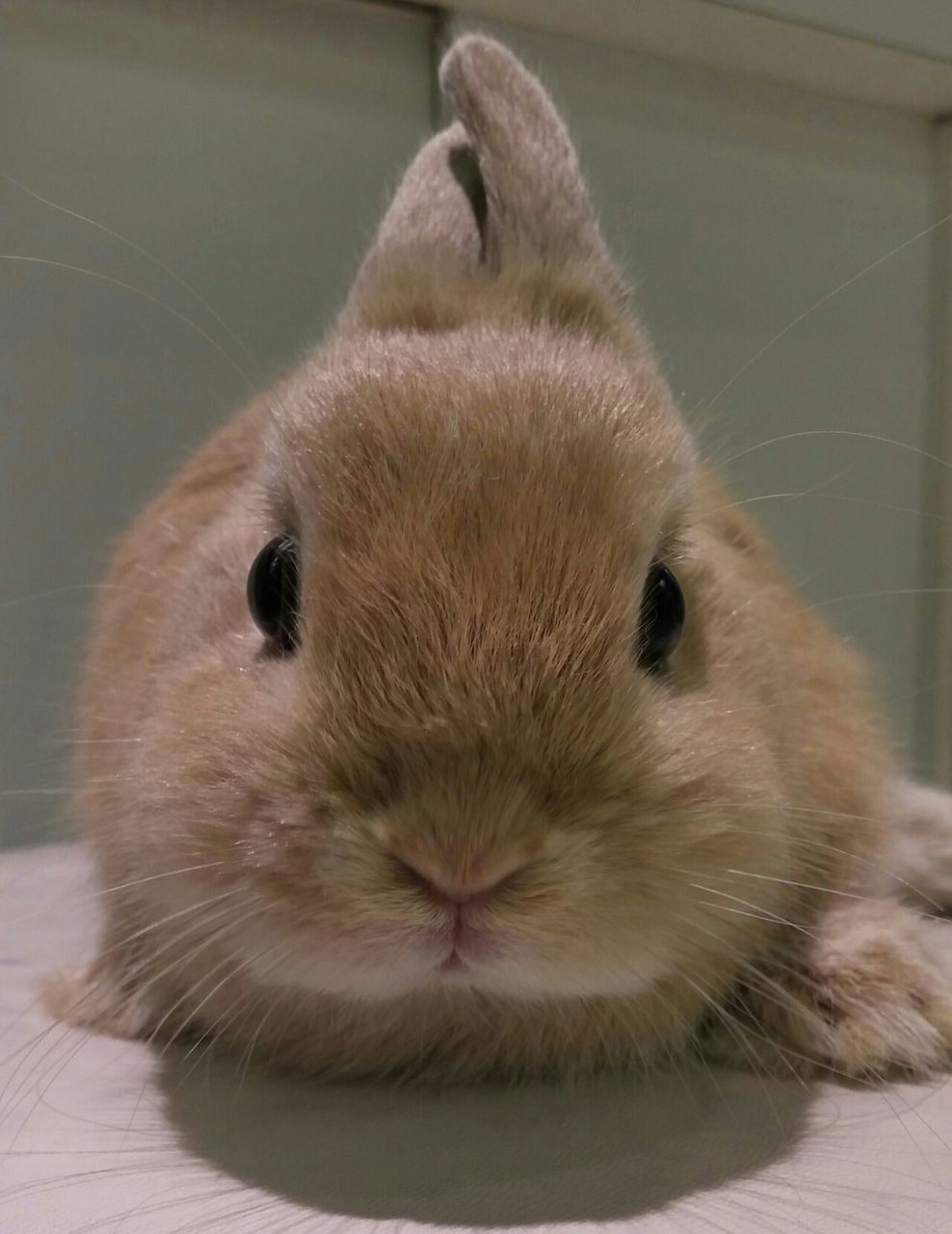 うさぎブログ うさぎのしっぽ公式ブログ 日々しっぽ 横浜店うさちゃん