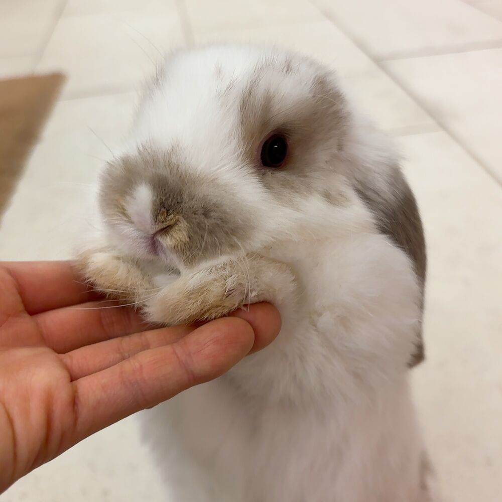 たちみみ派？たれみみ派？ : うさぎブログ うさぎのしっぽ公式ブログ