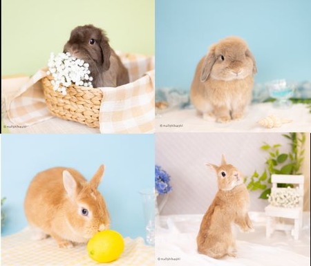 想い出プロジェクト2024秋4枚1