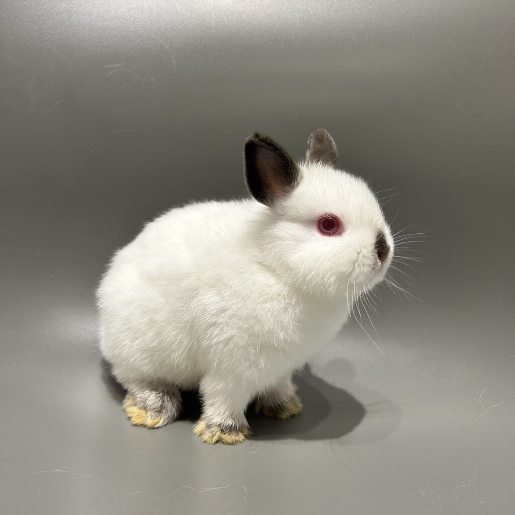 ヒマラヤンって2種類あるの？！ : うさぎブログ うさぎのしっぽ公式