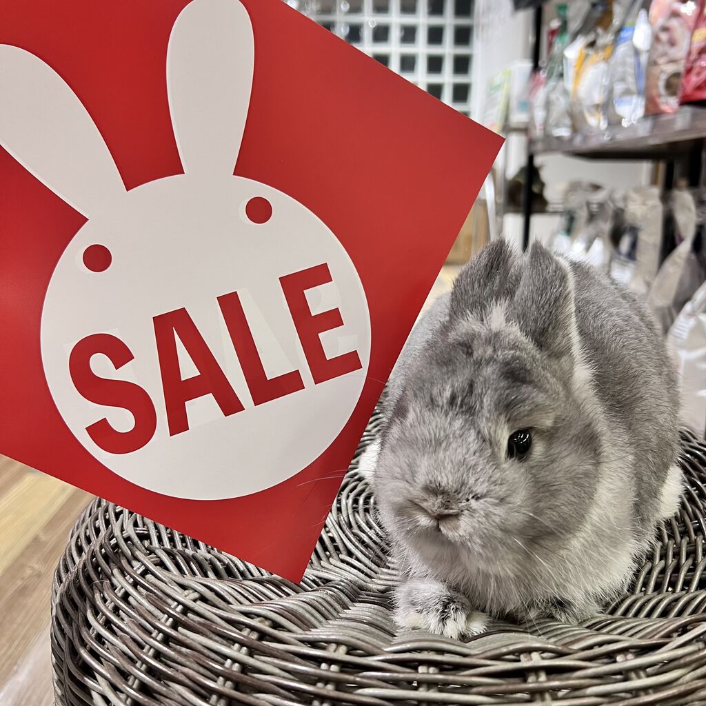 ★うさうさぎ★今夜タイムセール中‼️専用 うさぎのしっぽ通販は、『うさぎと暮らす 96号』を全国へお届け