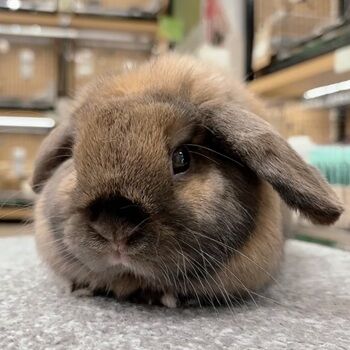 うさぎページ 前面ワイヤーなし!?クリアに見えるうさぎケージが新登場！