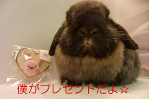 うさぎブログ うさぎのしっぽ公式ブログ 日々しっぽ グレインソルガムって知ってる うさぎブログ うさぎのしっぽ公式ブログ 日々しっぽ グレインソルガムって知ってる